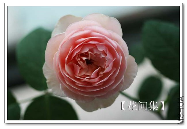 IMG_5523 ����.jpg