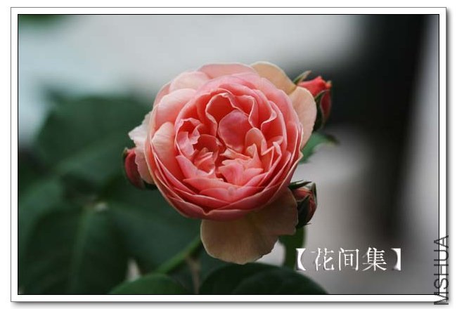 IMG_5512 ����.jpg