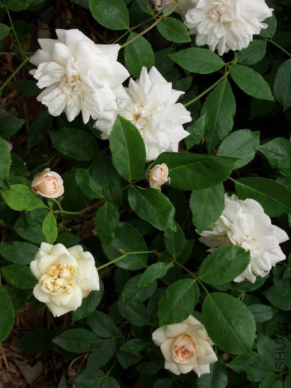 white cecile brunner.jpg