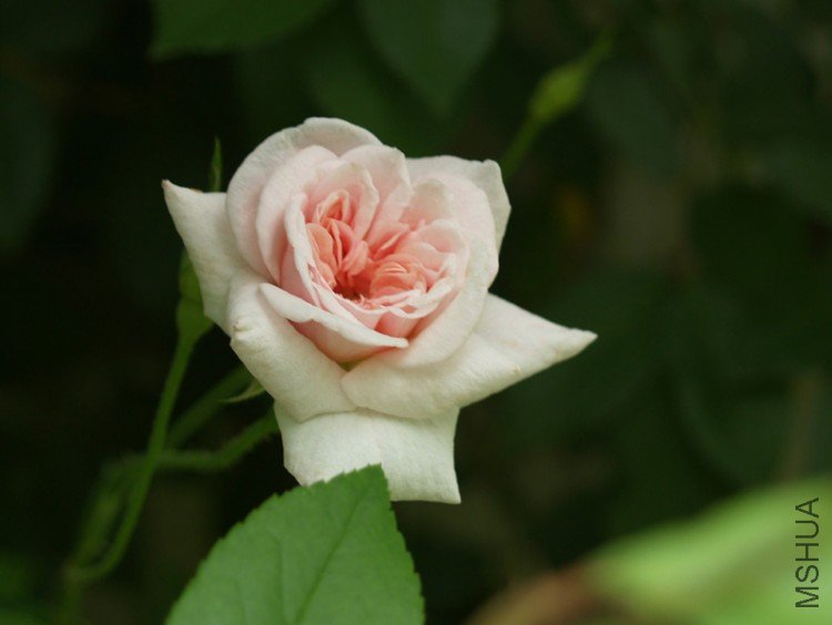 cecile-brunner-web.jpg