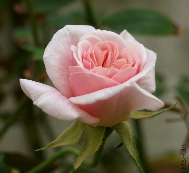 rose-cecile-brunner-web.jpg