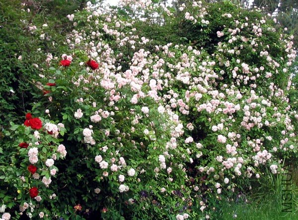 cecil-brunner-climbing-rose.jpg