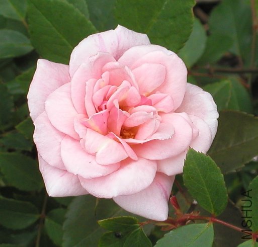 MademoiselleCecileBrunner.jpg