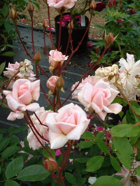 Resized_RosaCecileBrunnerDSCF0094.jpg