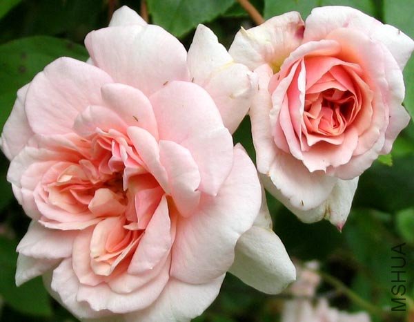 cecil-brunner-flower-rose.jpg