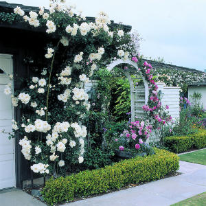 western-garden-climbing-roses-m.jpg