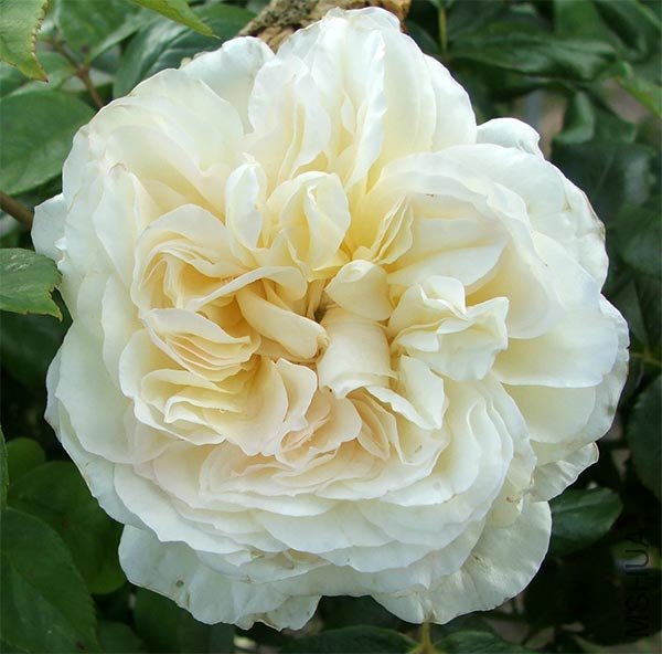 climbing-old-rose.jpg