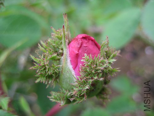 2696713750_f4765ab14c.jpg