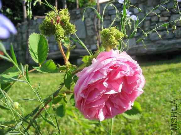 34_Rosa Centifolia Napoleonhut.jpg