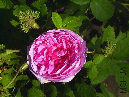 Chapeau-de-Napoleon-2.jpg