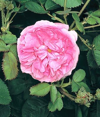 jpg_Rosa_Chapeau_de_Napoleon.jpg