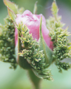 rosa_napoleon_3.jpg