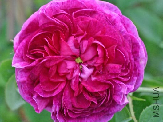 b027268_Historische_Rose_Charles_de_Mills_0.jpg