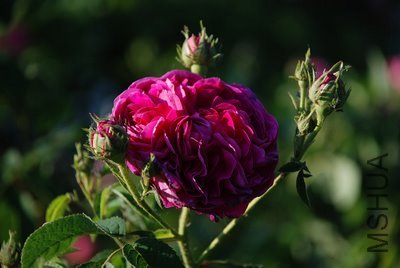 Charles de Mills 01c.jpg