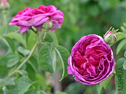 b027268_Historische_Rose_Charles_de_Mills_2.jpg