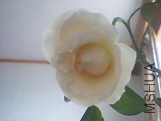 ͼƬ 010.jpg