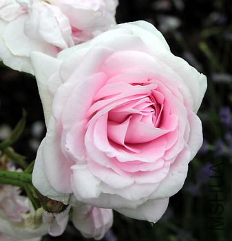 chloris-rosel.jpg