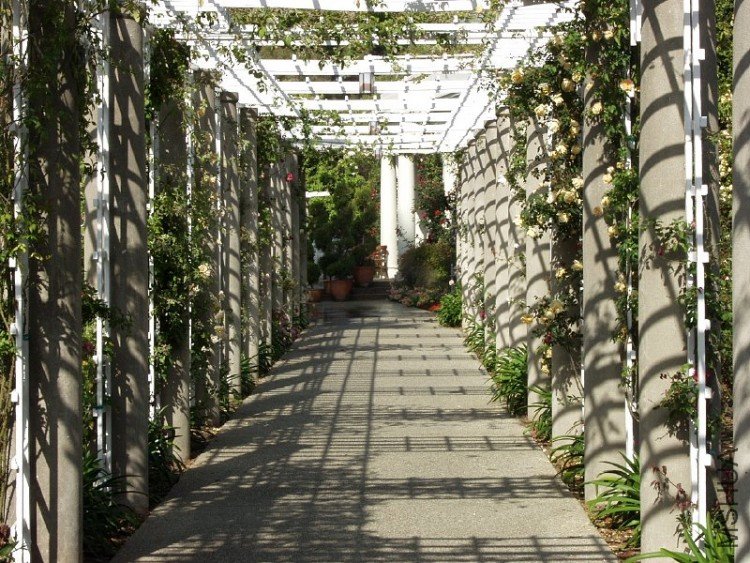 rose_pergola.jpg