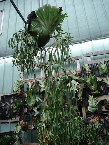 ap_20070506074538791�ʹ�¹��ާP. coronarium ��ѿ��.jpg