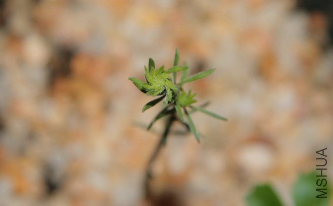 IMG_0812 - ����.JPG