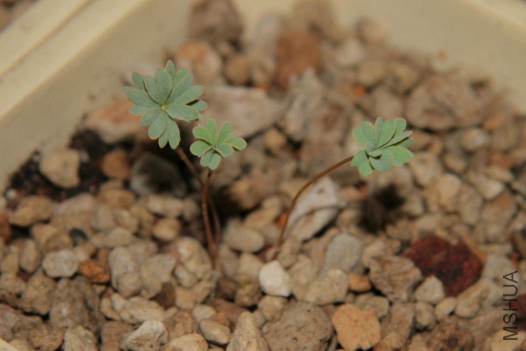 IMG_0838 - ����.JPG