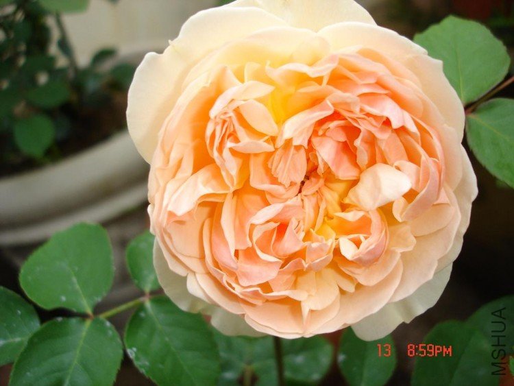 ��Ƭ09514 002.jpg