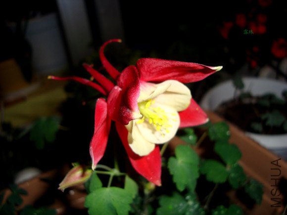 DSC08265.jpg