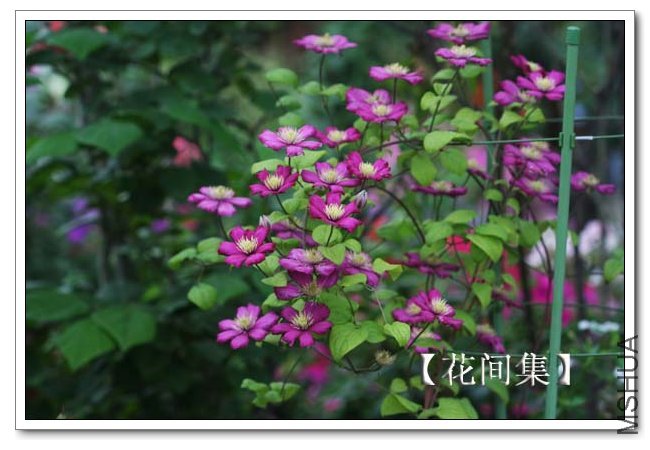 IMG_5588 ����.jpg