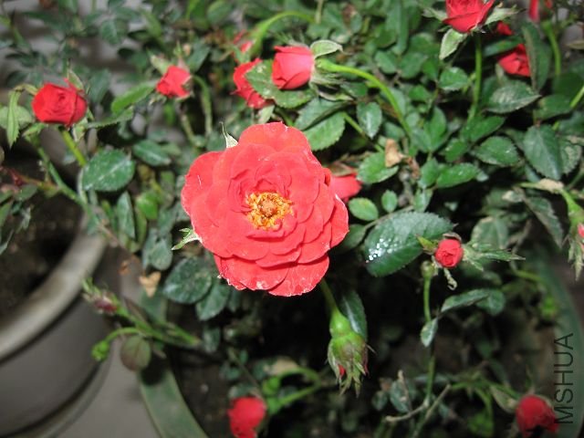 IMG_1706.JPG