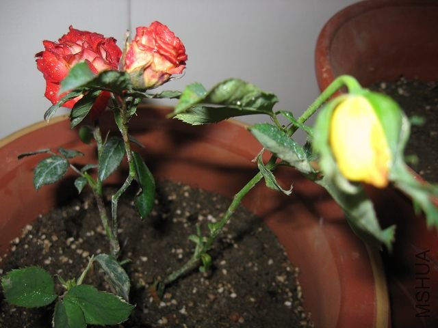 IMG_1705.JPG