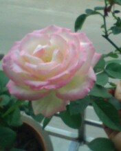 IMG0104A.jpg