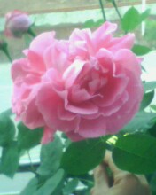 IMG0127A.jpg