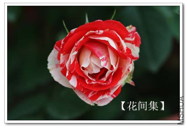 IMG_5625 ����.jpg