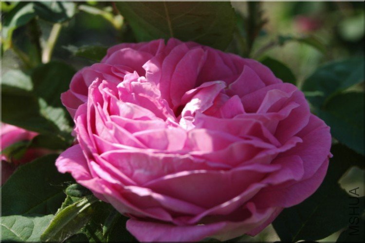 264_comtesse-cecille-de-chabrillant-5226.jpg