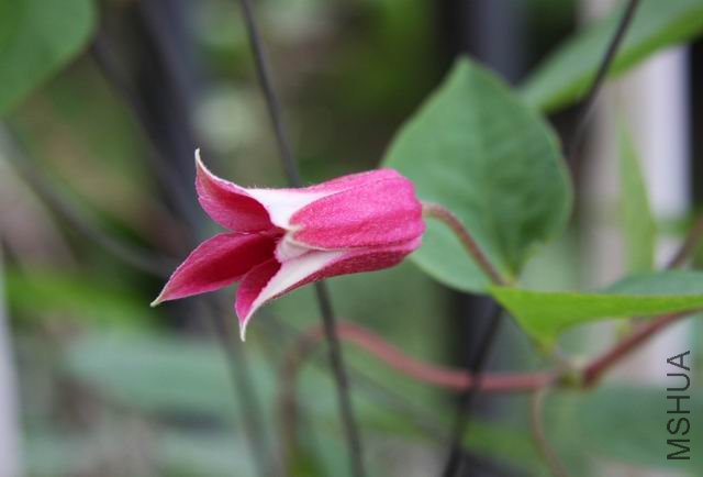 ������С 0515-6.jpg