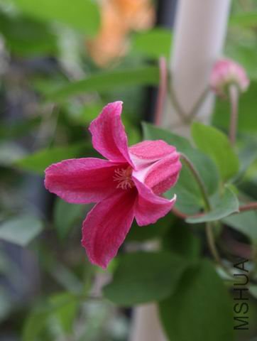 ������С 0515-2.jpg