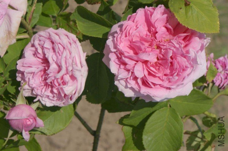 comte de chambord.jpg