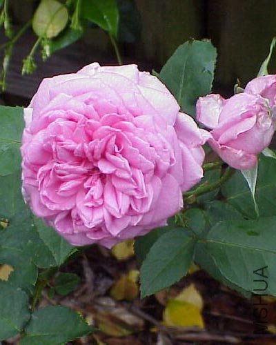Comte de Chambord_edited.jpg