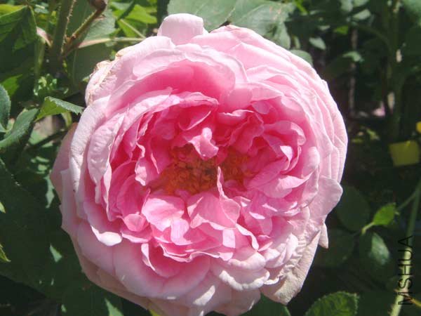 comte_de_chambord_0342.jpg
