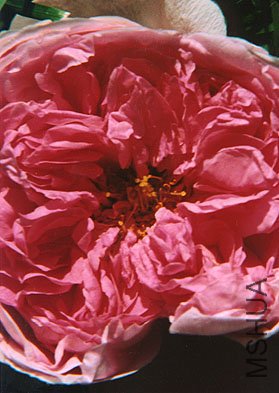 comte_de_chambord.jpg