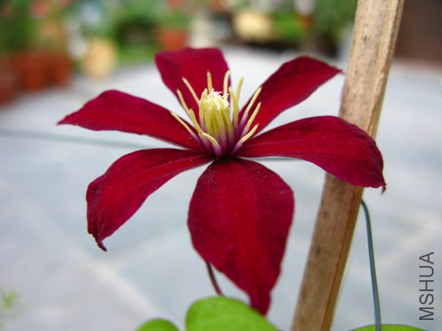 ����� (2).jpg