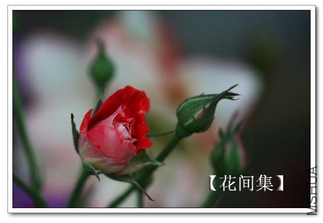 IMG_5487 ����.jpg