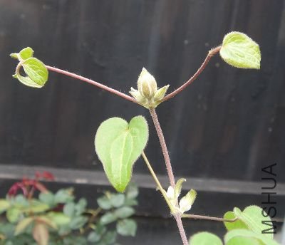 СѼ�����л�����