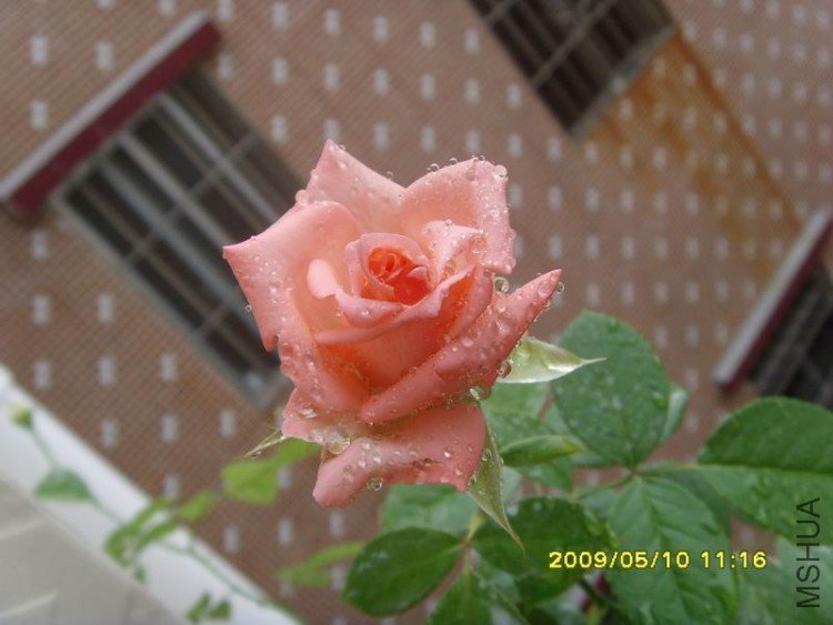 SNV35017.JPG
