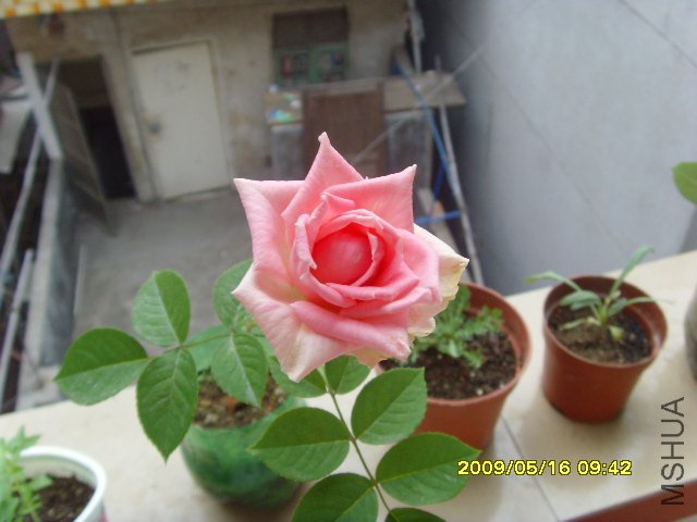 SNV35048.JPG