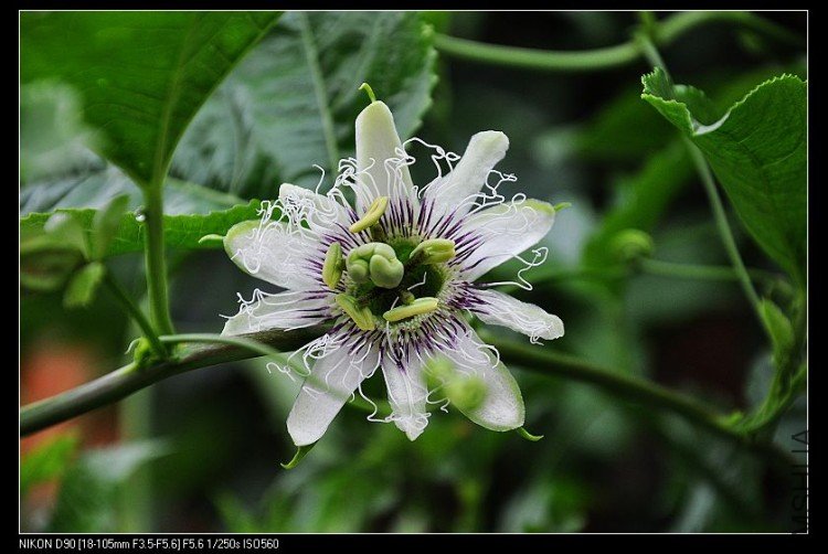 �������ĵ�һ�仨