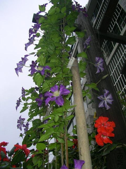 SANY0534.JPG