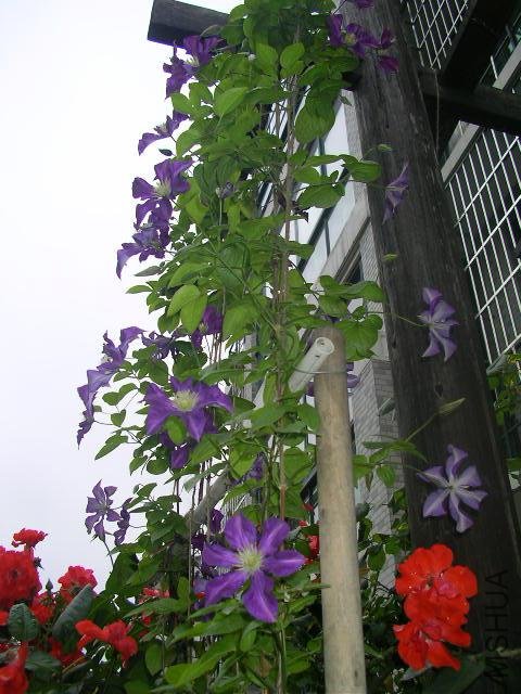 SANY0536.JPG