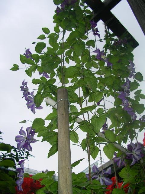 SANY0525.JPG