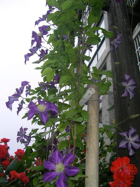 SANY0532.jpg